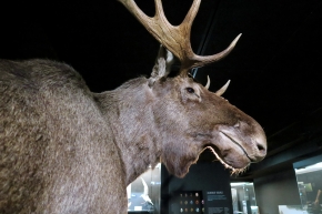 mobe orleans 8-2025 2611